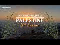 الطبيعة المحتلة فلسطين الحلقة ١ الزعتر