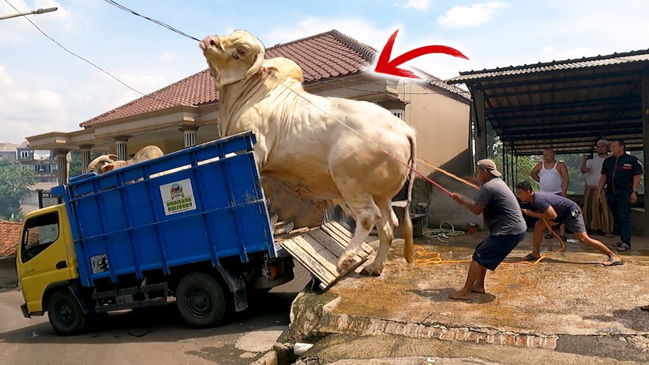 Loading Sapi Monster Super Jumbo Proses Pengiriman 2 Sapi Jumbo Pakai ...