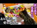 誇り高き母猫シンバが虹の橋のたもとへ向かう最期の記録 #猫 #元野良猫 #猫のいる暮らし #cat