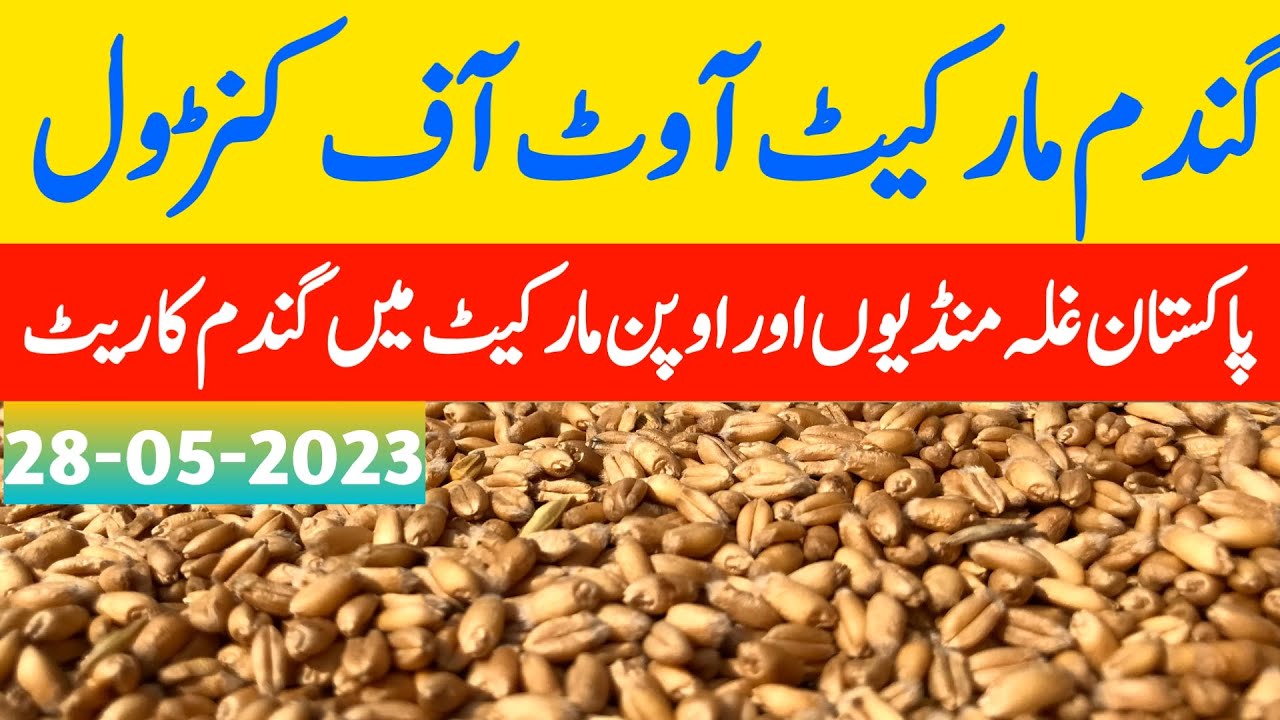 New wheat price update today|wheat price in pakistan 2023|Gundam rate ...