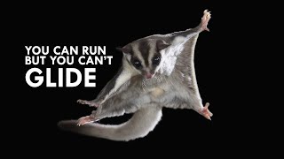 Sugar Glider: The Airborne Marsupial - YouTube