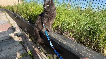 buiten 2 elektrische boogaloo