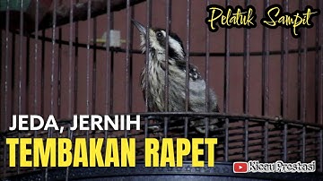 PELATUK BERAS / SAMPIT GACOR TEMBAKAN RAPET JEDA JERNIH MASTERAN MURAI BATU CUCAK IJO KACER CENDET