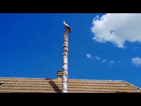 Белый АИСТ на