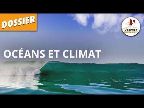 Vidéo: Arbres maritimes tropicaux : ce qui prospère dans un climat maritime tropical