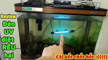 Mua đèn UV 9W diệt RÊU hại bể thủy sinh và cái kết BUỒN