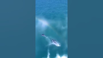 Dolphins surfing #Viral #Shorts