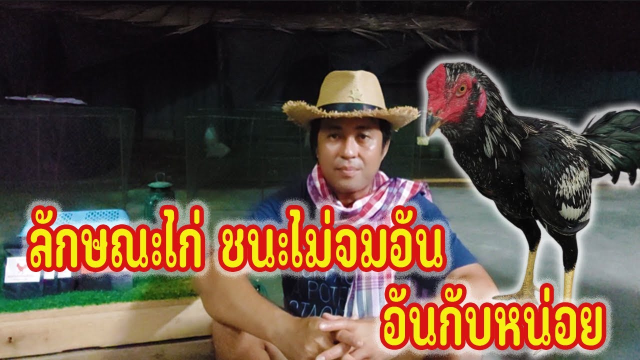 ลักษณะไก่ ปิดเกมเร็ว ชนะไม่จมอัน ชนะอันกับหน่อย