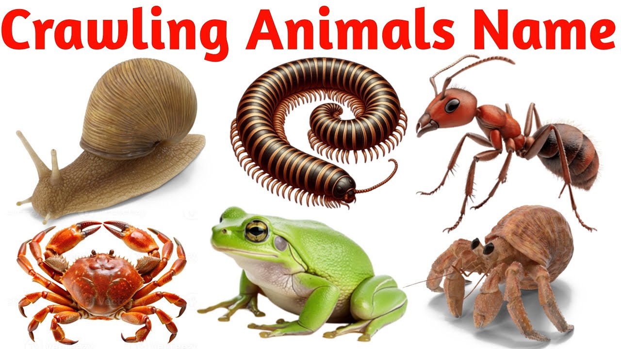 Crawling Animals Names in English | Insects, Reptiles, Bugs and Creepy ...