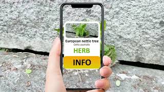 Plant Guide 26062802