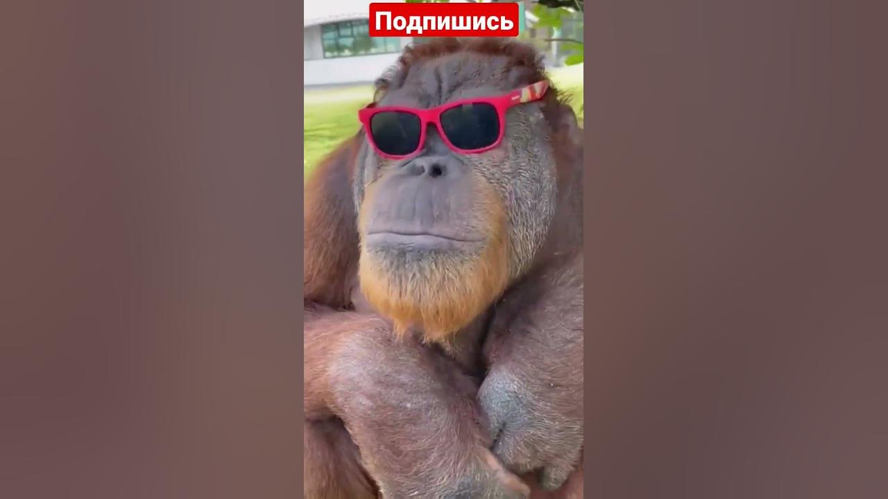 смешная обезьяна - YouTube