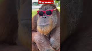 смешная обезьяна
