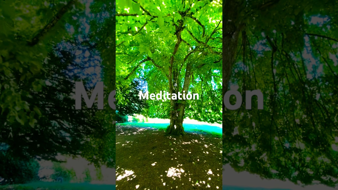 Beneath this tree’s domeshaped canopy is where I meditate—the wellspring of my inspiration.