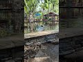 Ducks Taking Over the Flame Tree BBQ Pond #disney #waltdisneyworld #animalkingdom