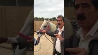 ادخال الانبوب المعدي في الخيل