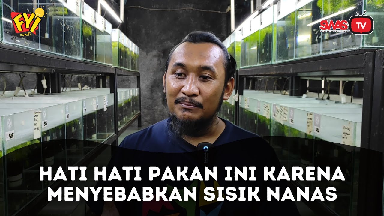 Hindari pakan ini untuk mencegah sisik nanas pada ikan guppy. [FYI]
