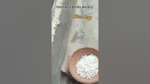 Rice Day #javabirds #javasparrow #java #birds