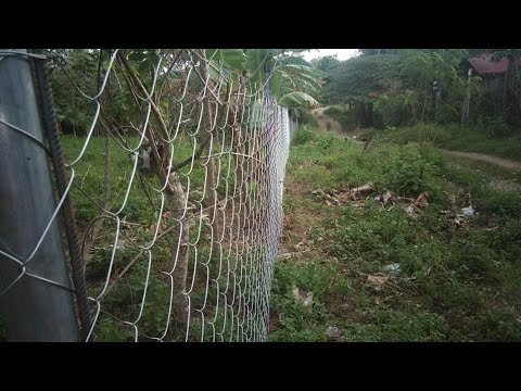 Video: Mga Ligaw Na Ubas Sa Bakod (30 Mga Larawan): Paano Magtanim Kasama Ang Bakod Sa Tagsibol At Taglagas? Paano Mag-aalaga Para Sa Isang Halamang-bakod? Pagtanim Ng Mga Pinagputulan At