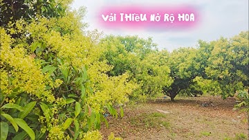 BẤT NGỜ VẢI THIỀU LỤC NGẠN NỞ HOA TRẮNG ĐỒI I NÚI ĐỒI LỤC NGẠN