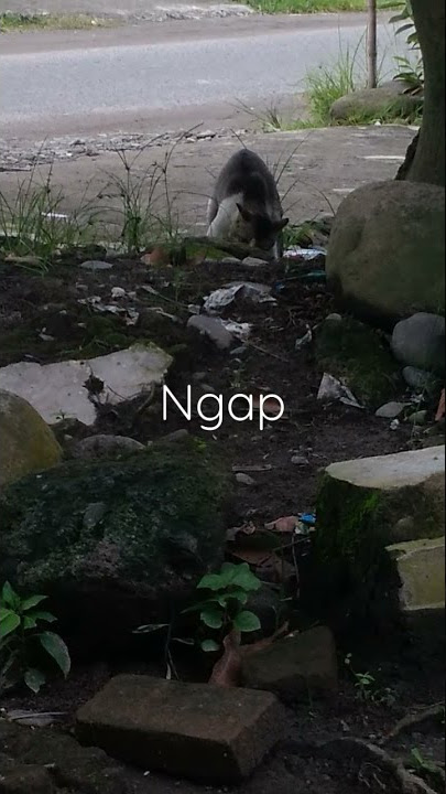 story wa literasi kucing kawin terbaru 2021 || #Shorts