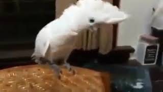 Ankaranın Bağları Ankarali Coskun