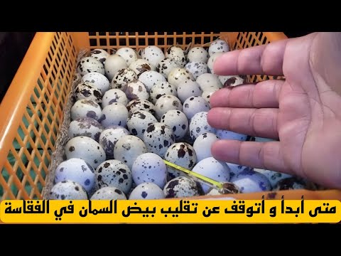 متى تبدأ ومتى تتوقف عن تقليب بيض السمان في الفقاسة لضمان أعلى نسبة فقس