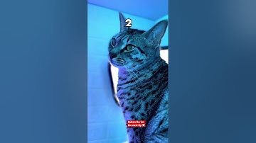 Aangepaste muiscursor (zo schoon 🤤) #shorts