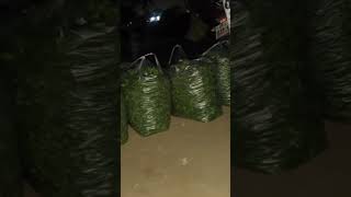 okra farming sector 26 chd