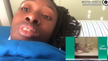 Try Not To Laugh Challenge - Funny Cat & Dog Vines compilation 2017 – REACTION.CAM