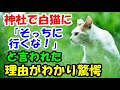 神社で出会った白猫に、「そっちに行っちゃダメ！」と引き留められた。後で理由が分かり驚愕【猫の不思議な話】【朗読】