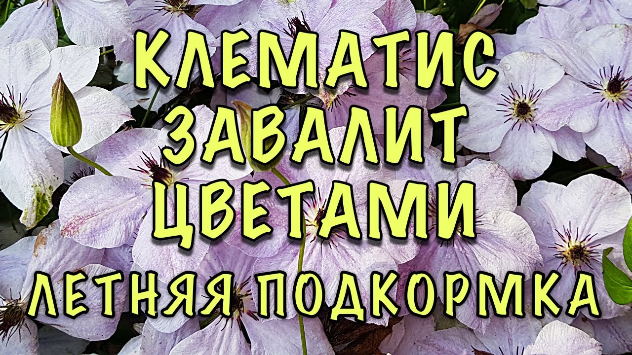 Чем подкормить клематис весной для пышного цветения. Подкармливаем клематис. Клематис подкормка. Чем подкармливать клематис весной для цветения. Чем подкормить клематис летом.