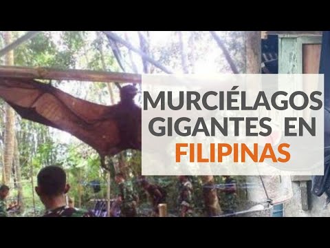 Murciélagos gigantes causan impacto en Filipinas