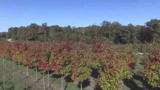 Autumn Blaze Maple