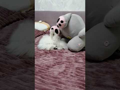 Любимая игра Пипы 🤪 #dog #doglover #dogs #dogshorts #puppy #pomeranian #animals #funnydogs #собака