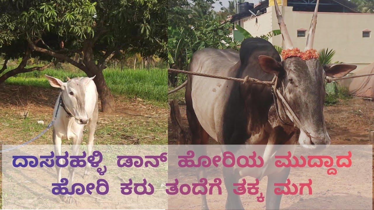 Beautiful hallikar milk teeth male calf belongs to prakash , Averahalli, Ramanagara
