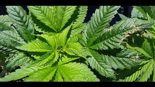 Growing Cannabis from Seed MasterKush Nirvana Seeds Part2