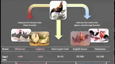 UM EEB Seminar: Judith Mank, University College of...