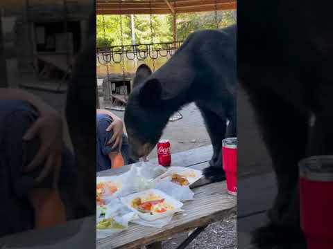 Family Stunned After Wild Bear Randomly Hopped On The Table To Devour Their Food During Their Picnic