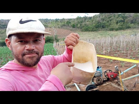 Vídeo: Ácido Bórico Para Beterraba: Como Alimentar E Processar Em Campo Aberto? Como Diluir Fertilizante Com Sal, Permanganato De Potássio E Outros Componentes?