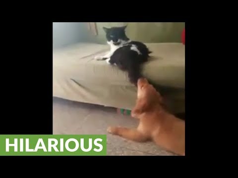 子犬と猫のシッポ  (猫パンチの連打)