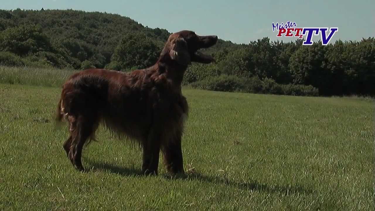 Irish Red Setter Informationen Zur Rasse Youtube