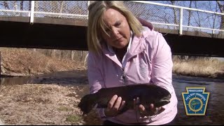 Senator Judy Ward Stocks Trout on Poplar Run, Blair County