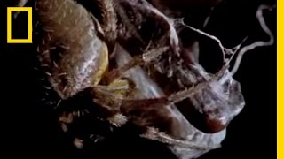 Spider Kills Bat | National Geographic