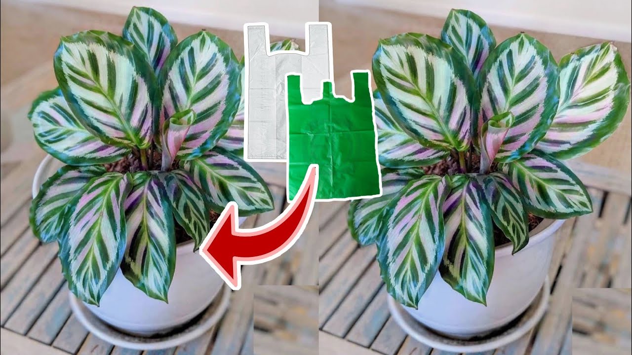 DIY Tanaman CALATHEA dari PLASTIK KRESEK How to Make Calathea from