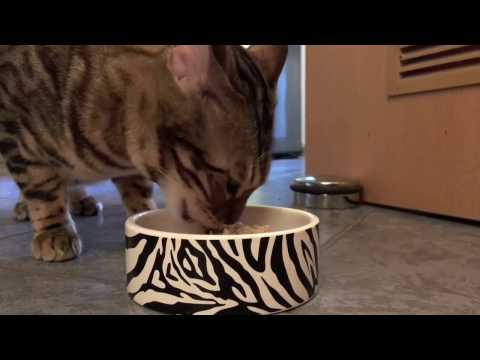 Video: Warum Sie Jedes Mal Das Katzenfutter-Etikett Lesen Müssen