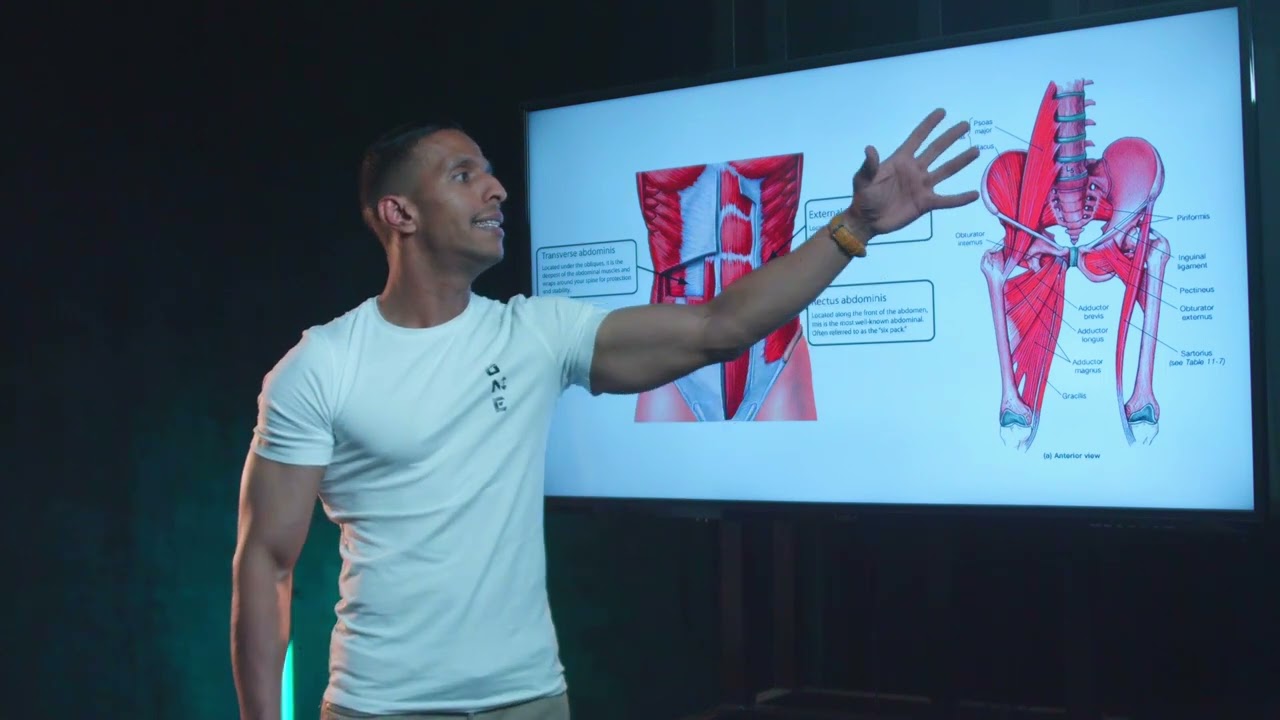 الحلقة 15 | تشريح عضلات البطن الكور