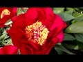 Peony Red Red Rose Www Peonyshop Com Peony Red Red Rose Www Peonyshop Com