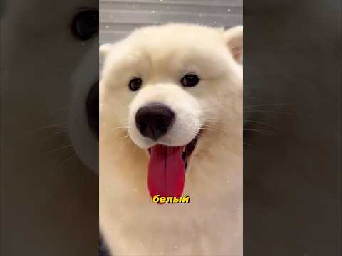 Собака, которая всегда улыбается… даже когда валяется в грязи 😅🐾 #самоедскаясобака #samoyed