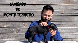 33 Dias. Nuestros cachorros de la camada 'L' / galgo español.