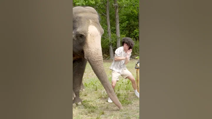 i went 1v1 with an elephant ??